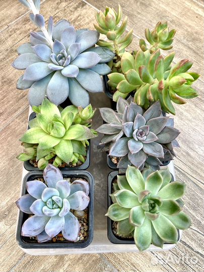 Суккуленты/набор/эхеверия