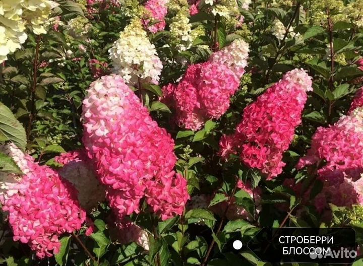 Гортензия Строберри блоссом