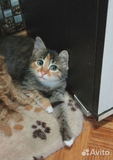 Чудная Шурка)