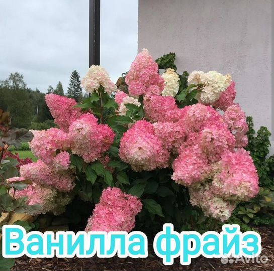 Гортензия метельчатая
