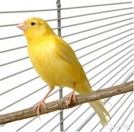 Канарейки