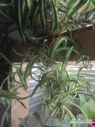 Хлорофитум кудрявый Бонни