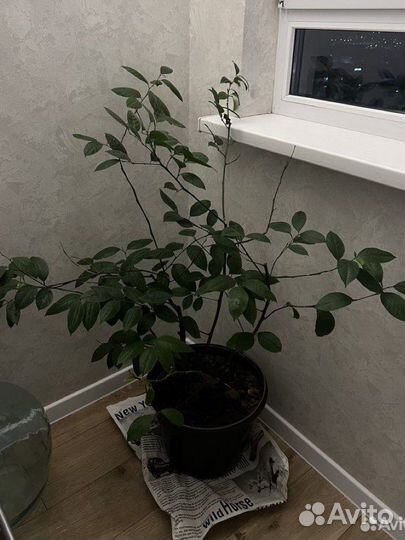 Комнатное Лимонное дерево с плодами