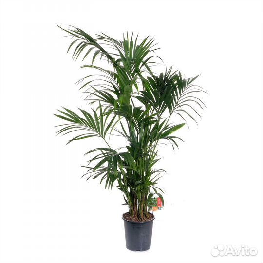 Растения для офиса