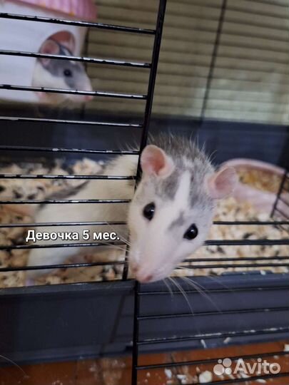 Крыски