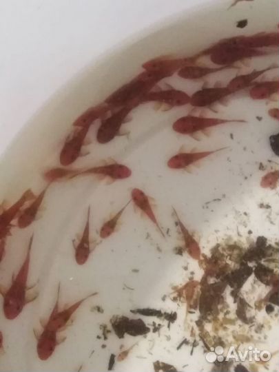 Аквариумные рыбки