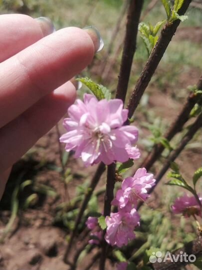 Сакура махровая 1метр
