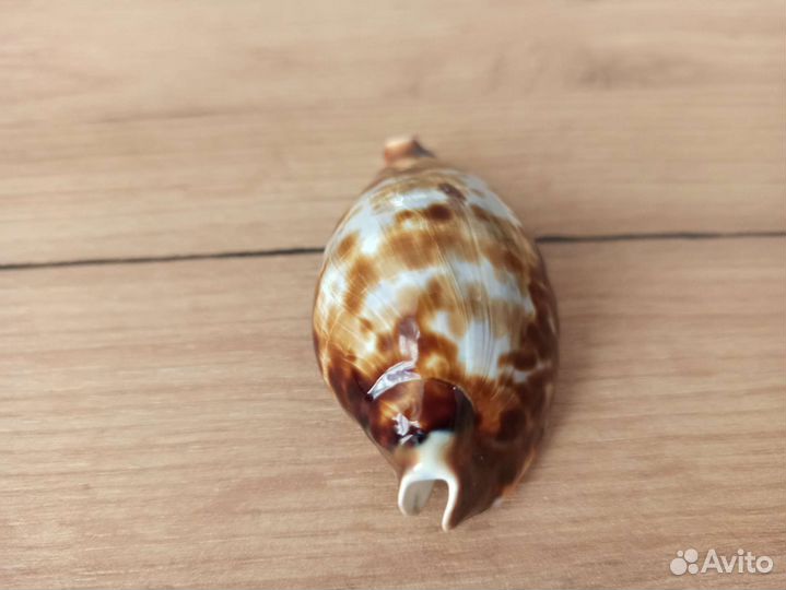 Морская раковина