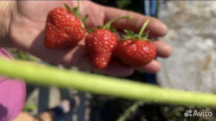 Клубника саженцы