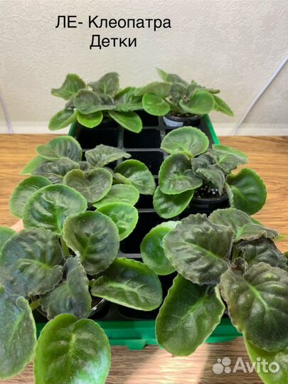 Мини фиалки детки