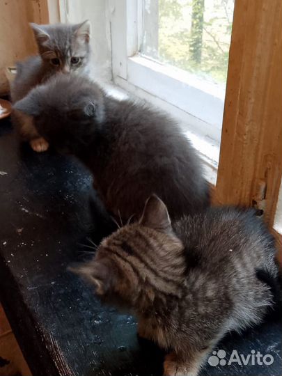 Котята
