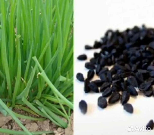 Семена лука многолетнего