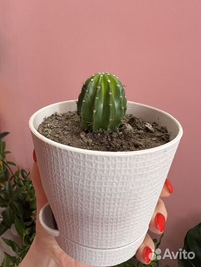 Кактус эхинопсис