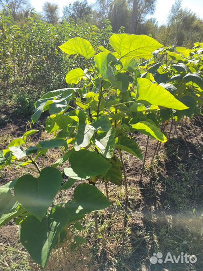 Продаю саженцы плодовых деревьев