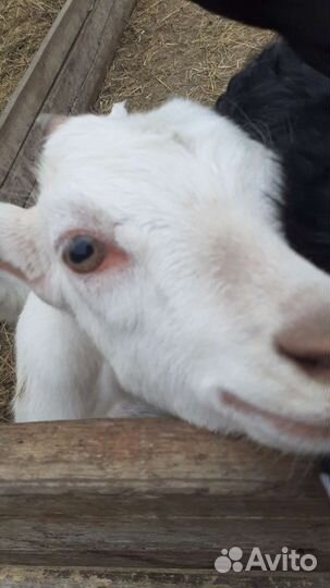 Козы дойные молочные, и 3 козленка