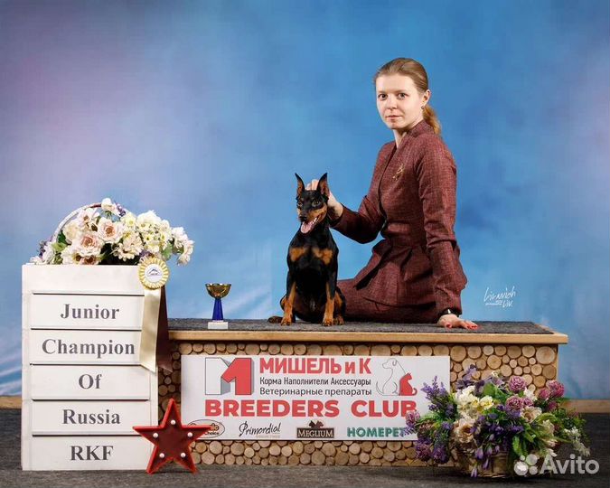 Профессиональный хендлер. Грумер