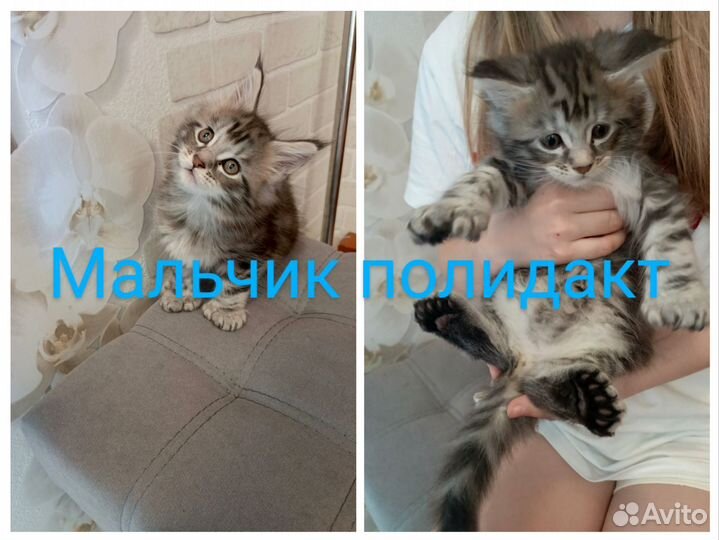 Котята мейн-кун