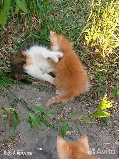 Кошка в дар