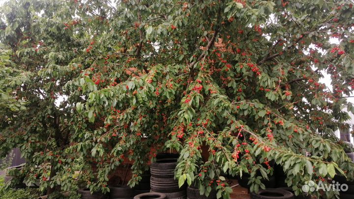 Черешня 35кг