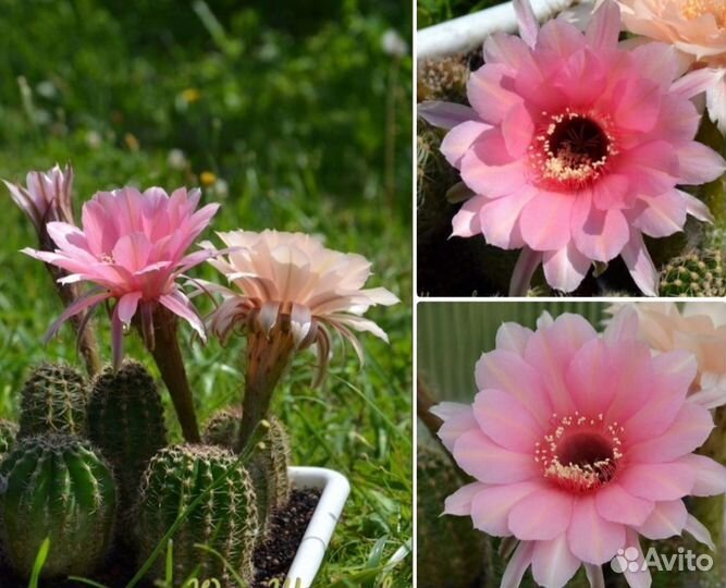 Кактус эхинопсис гибрид