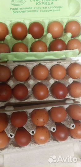 Инкубационное яйцо