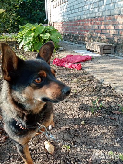 Отдам в добрые руки маленькую собачку