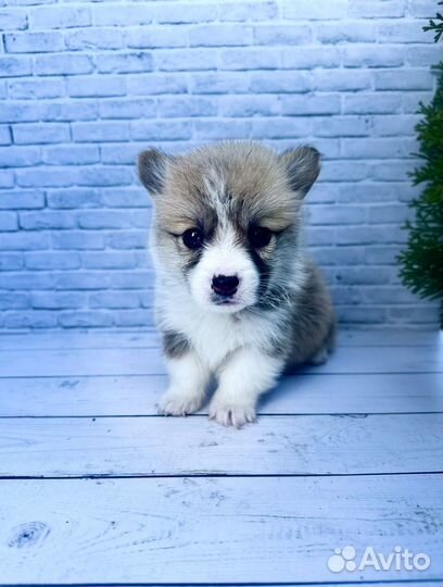 Элитные малыши