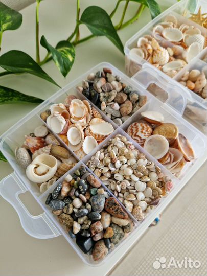 Ракушки, морские звезды, камни