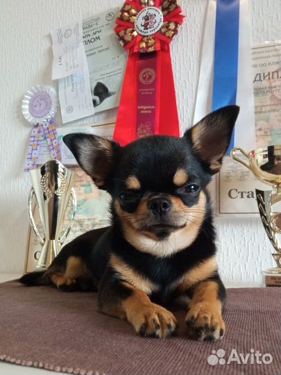 Вязка. Чемпион. кобель мини