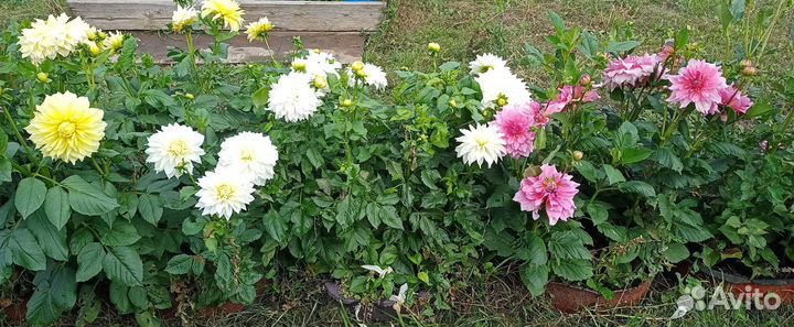 Георгины крупноцветковые