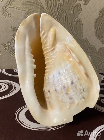 Ракушка Кассис корнута