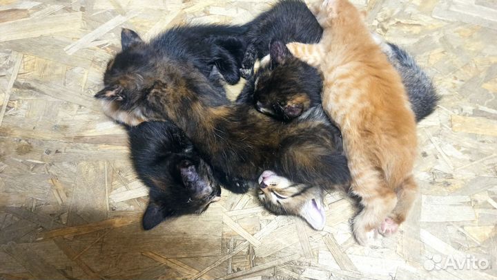 Котята от кошки мышловки