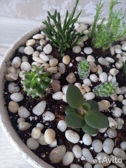 Кактусы и суккуленты, мини сад (флорариум)