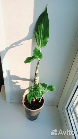 Диффенбахия мини