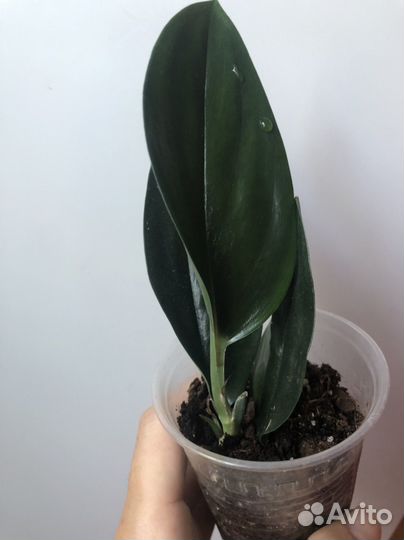 Эпипремнумы/сциндапсусы