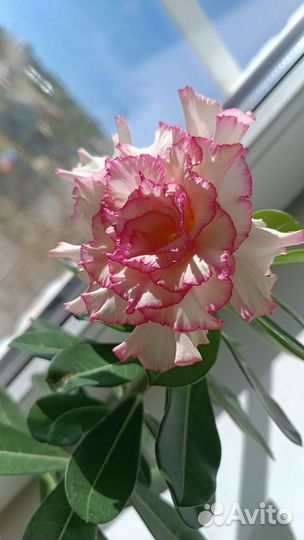 Адениум прививка