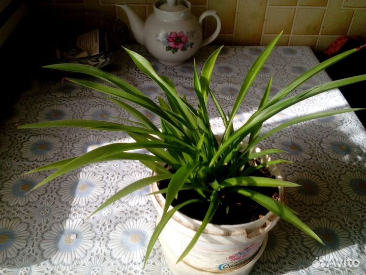 Хлорофитум зелёный/полосатый