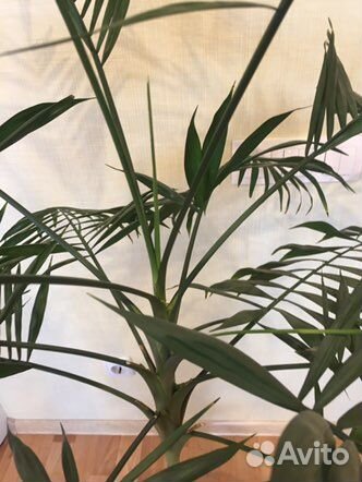 Пальма, драцена,фикус