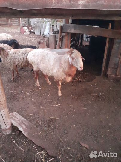 Бараны, овцы