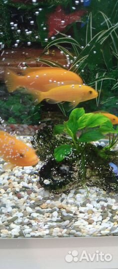 Псевдотрофеус