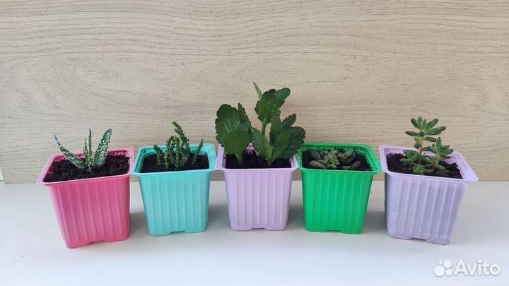 Алоэ, крассула, каланхоэ, эхеверия, седум