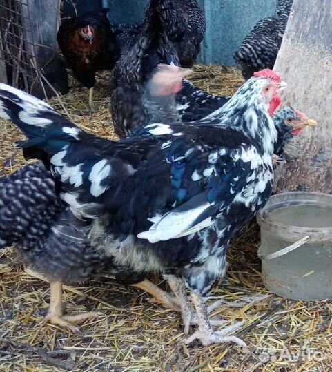 Петухи породы Австралорп черно-пестрый