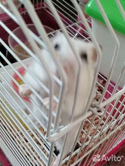 Передержка грызунов