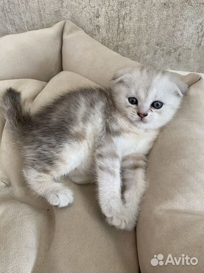 Котята