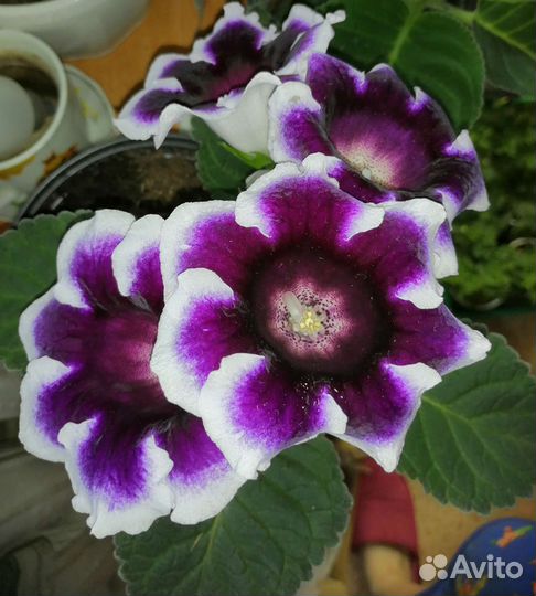 Глоксиния цветущая