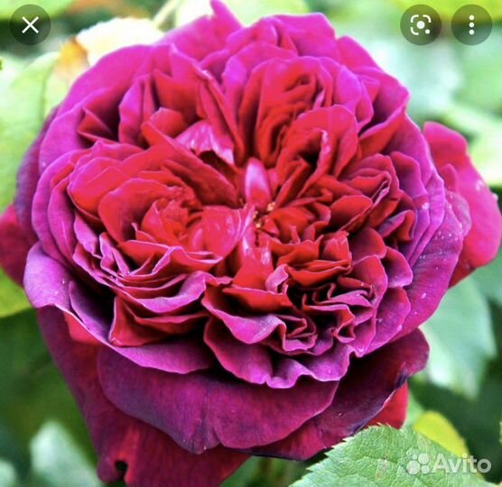 Роза Вильям Шекспир