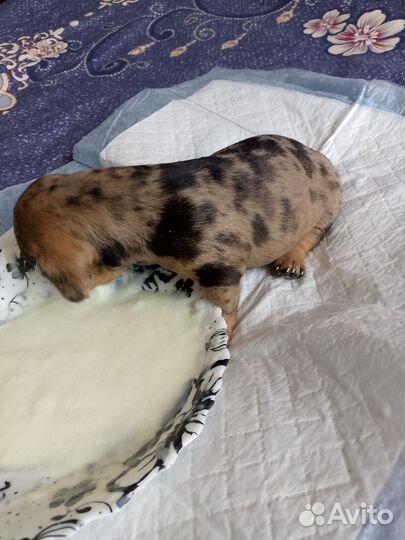 Щенки таксы