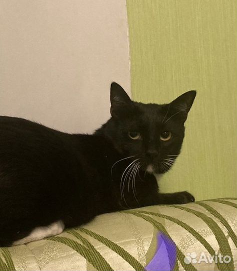 Котик Маркиз Томассино 2 года в добрые руки