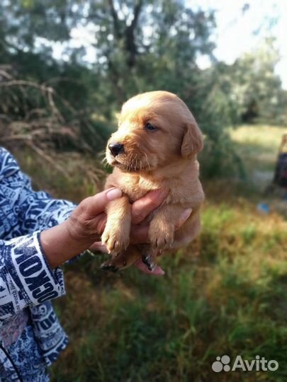 Щенки мальчики и девочки