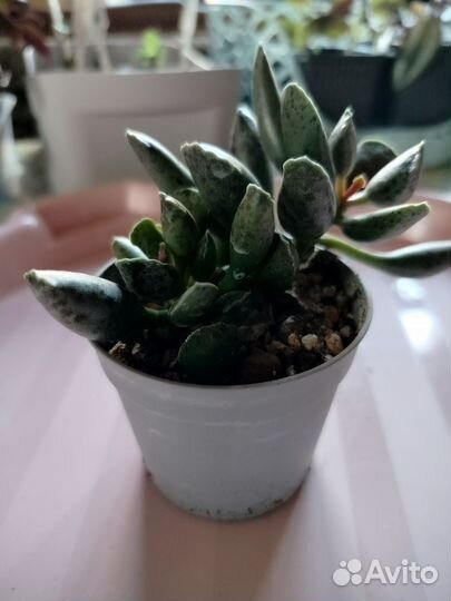 Суккуленты